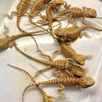E-san ColdBlood & IguanaEsan
