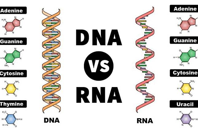 Cabang cabang biologi dan bidang kajiannya