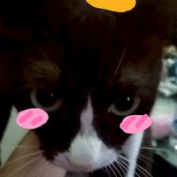กลุ่มคนชอบแมว
