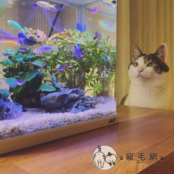 影 貓咪每天靜坐魚缸前2小時網一看笑 在追劇 Nownews寵毛網 Line Today