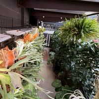不能吃的高麗菜—鹿角蕨販賣所