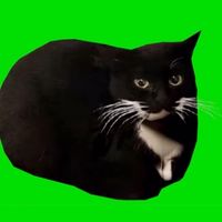 猫ミーム好き集まれ！