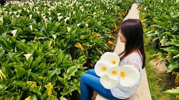 [花季賞花]陽明山海芋季採海芋初體驗!賞花拍照50元採三朵銅板價-推薦瑞美海芋花園