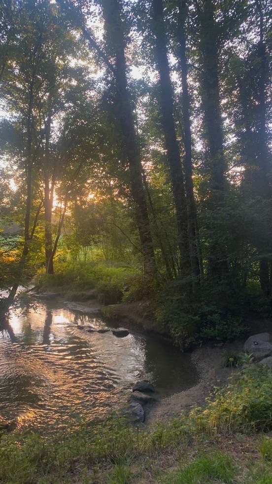 𝑊𝑎𝑝𝑖 𝐹𝑜𝑟𝑒𝑠𝑡 🌳