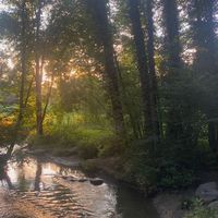 𝑊𝑎𝑝𝑖 𝐹𝑜𝑟𝑒𝑠𝑡 🌳