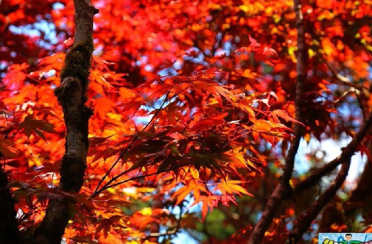 景點 宜蘭太平山紅葉 不用出國一秒就能飛到京都賞楓紅 Line旅遊