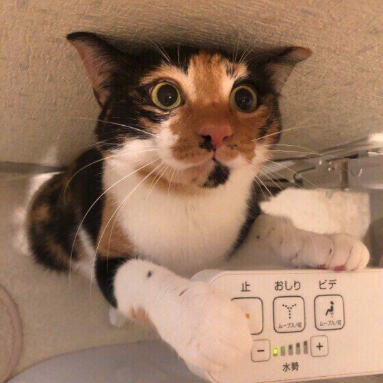 人間用のトイレで踏ん張って 猫たちの驚きの行動