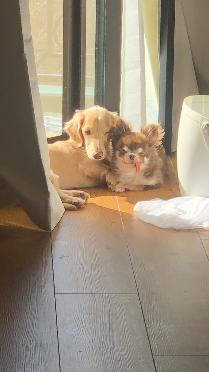 まゆ🌞告知情報