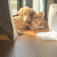 まゆ🌞告知情報