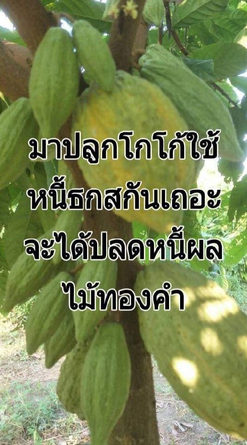 #ชินเฮิร์บ บ.K.U.N.สนับสนุนการปลูกโกโก้ พันธ์ลูกผสม ชุมพร 1,2
