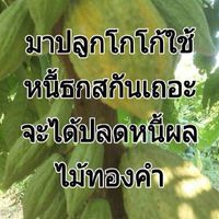 #ชินเฮิร์บ บ.K.U.N.สนับสนุนการปลูกโกโก้ พันธ์ลูกผสม ชุมพร 1,2