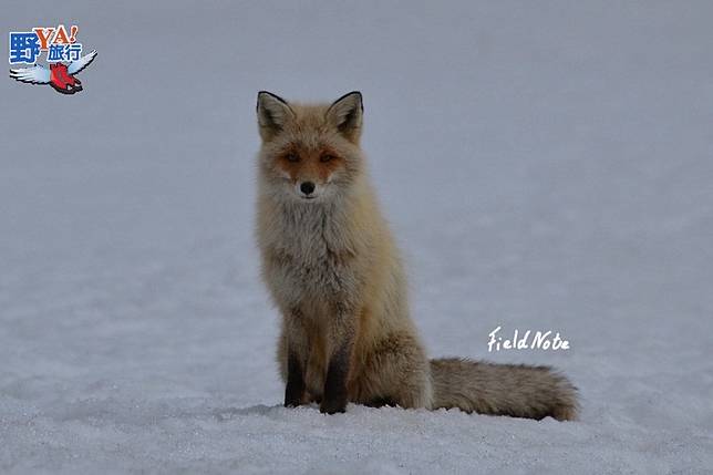 野生動物的的故鄉 釧路溼原蒼茫大地 @去旅行新聞網