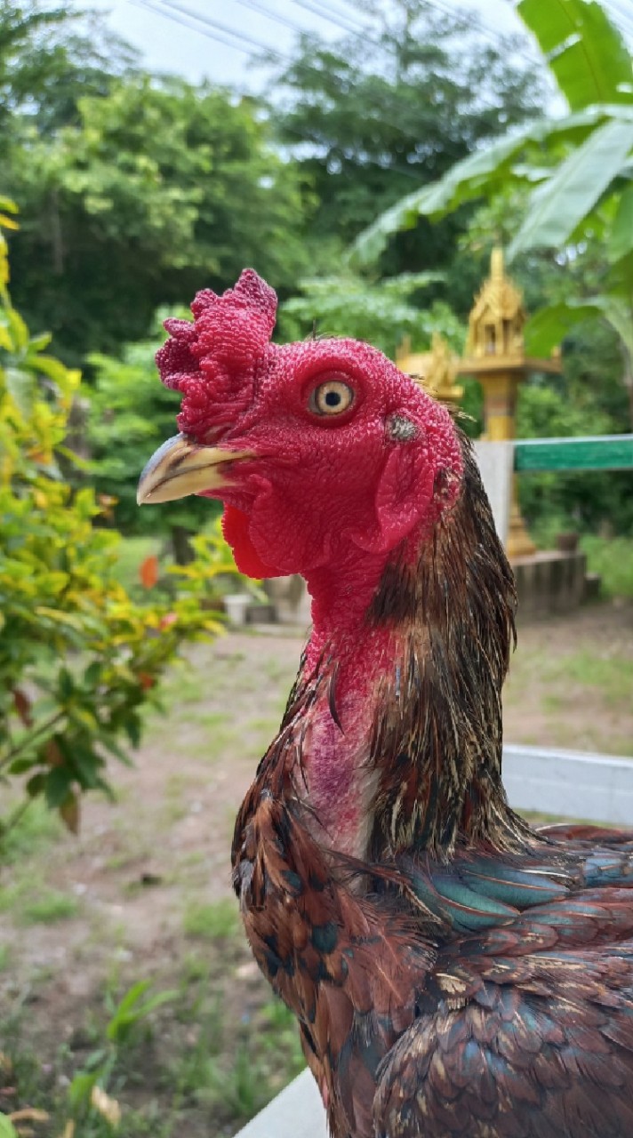 ไก่ชน ก.งามพันธ์