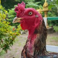 ไก่ชน ก.งามพันธ์