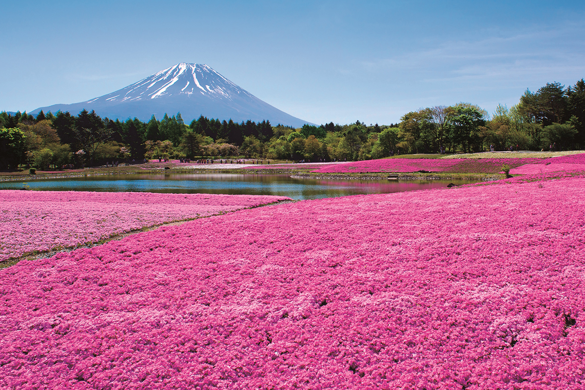 富士芝櫻