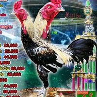 ฟาร์มไก่คีรีเบ