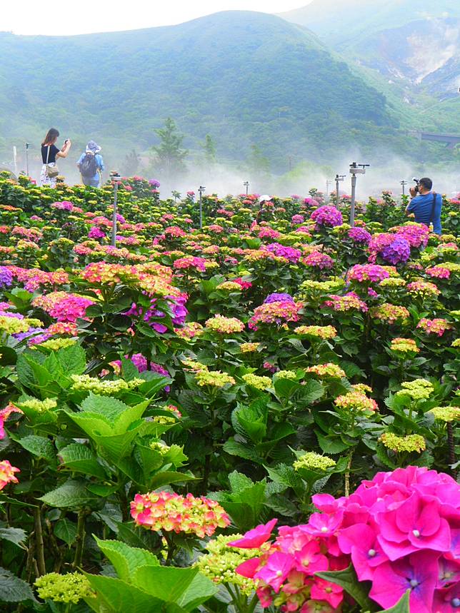 竹子湖繡球花海浪漫破表13處農園奼紫嫣紅美到7月 大媒體 Line Today