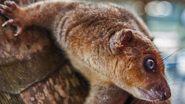 6 Fakta Kuskus Hewan Khas Papua Dibilang Mirip Monyet