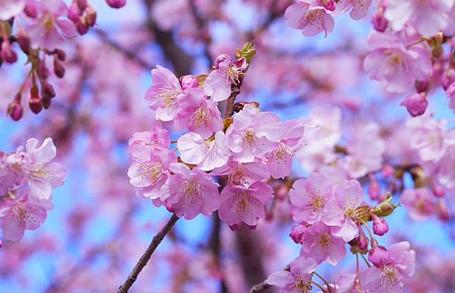 12 Hal Tidak Biasa Yang Kamu Tidak Tahu Tentang Bunga Sakura Di Jepang Tribun Travel Line Today