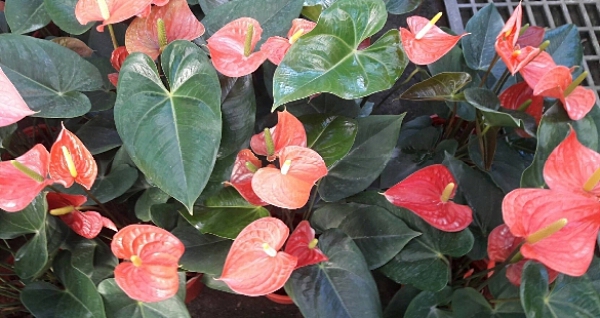 花苗-盆栽 **美濃一號火鶴花 **5 吋盆/ 高30-50公分/花期持久【花花世界玫瑰園】s