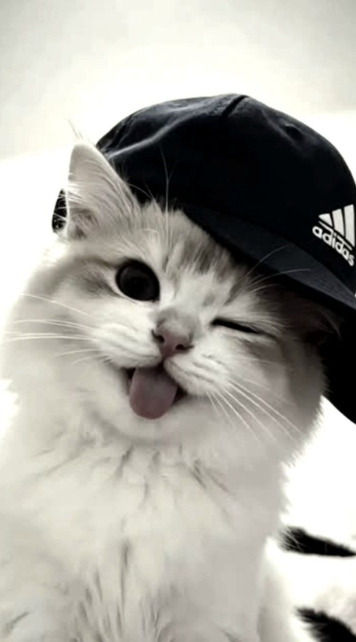 𖦹°‧⋆คุยเล่น/หาเพื่อน/หาเเฟน🐈‍⬛ִ𐙚