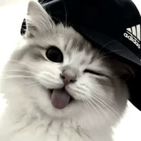 𖦹°‧⋆คุยเล่น/หาเพื่อน/หาเเฟน🐈‍⬛ִ𐙚