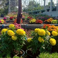 Atmoz Season Ladkrabang ปัญหาลูกบ้าน