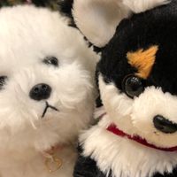 赤ちゃんとわんこの暮らし