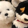 赤ちゃんとわんこの暮らし