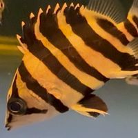 水晶宮水族直購&競標區