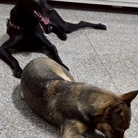 114級韓德爾家族