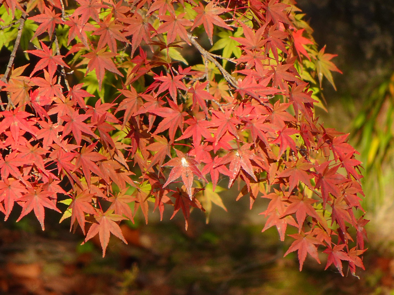 世界最輕巧，28 倍變焦的掌中長砲 Sony DSC-HX99 實拍評測