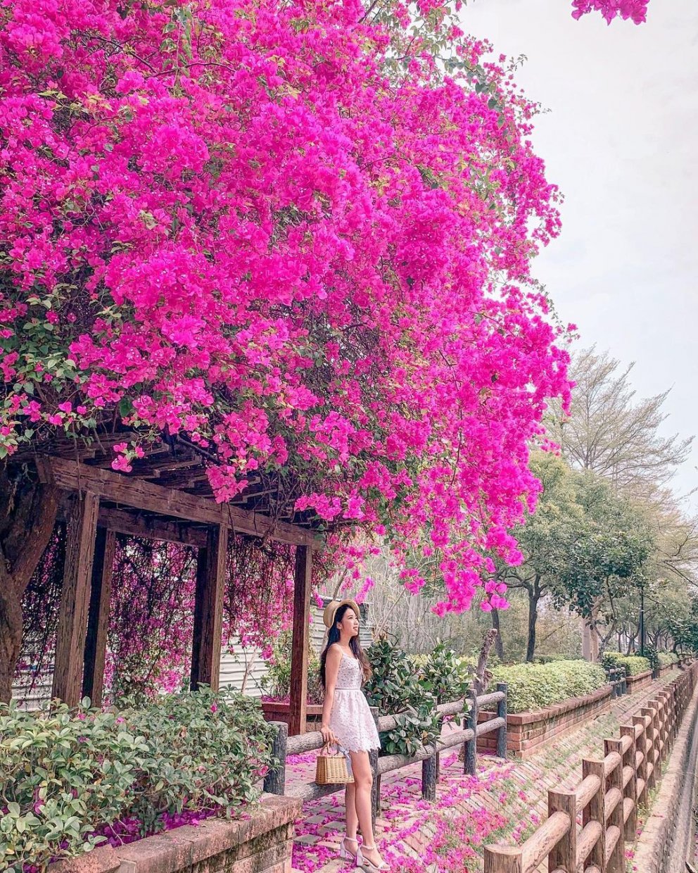 全台賞九重葛花景點推薦｜追尋九重葛花，來趟賞花住宿之旅