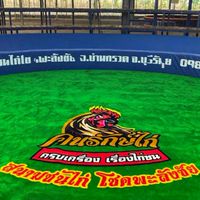 ข้อมูลข่าวสารไก่ชน คนรักษ์ไก่