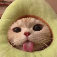 瘋掉的高中生
