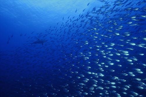 ハガツオってどんな魚か知ってる カツオとの違いや美味しい食べ方ってどんなの オリーブオイルをひとまわしニュース