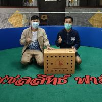 โกโก้ ฟาร์ม