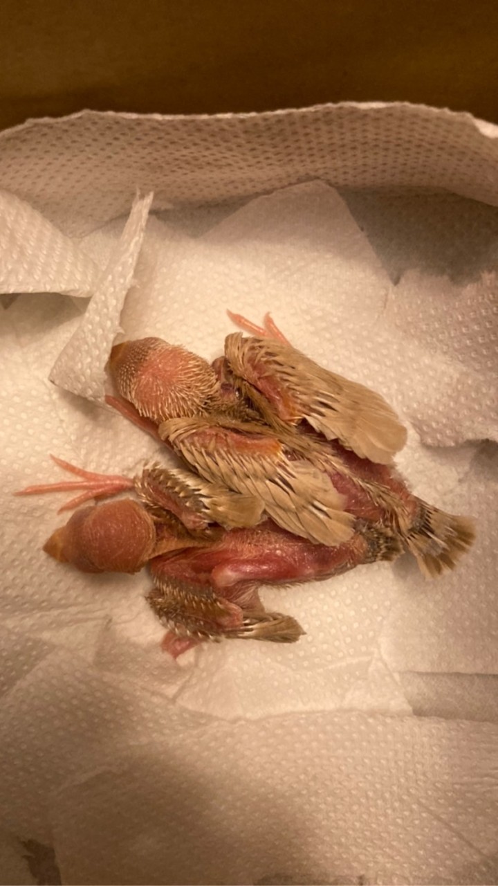 文鳥買賣交流群