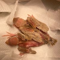 文鳥買賣交流群