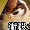 吧啦吧啦聊天室