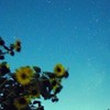 星屑サイダー ★ 実況者限定