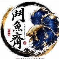 鬥魚齋｜展示級鬥魚專賣店