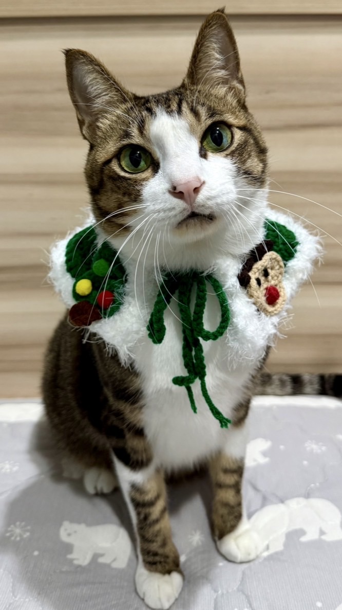 花生牛奶喵窩🐱
