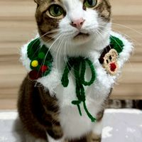 花生牛奶喵窩🐱