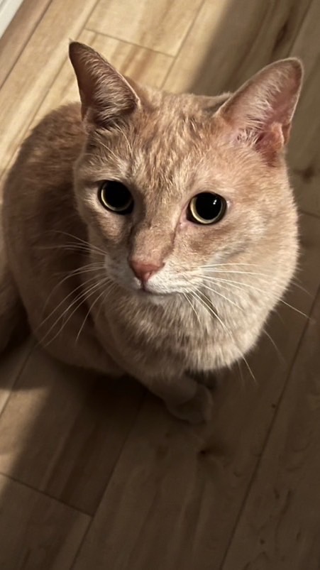 とっきぃ🐱🐣の魅力🤤
