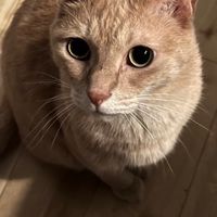 とっきぃ🐱🐣の魅力🤤