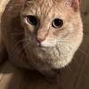 とっきぃ🐱🐣の魅力🤤
