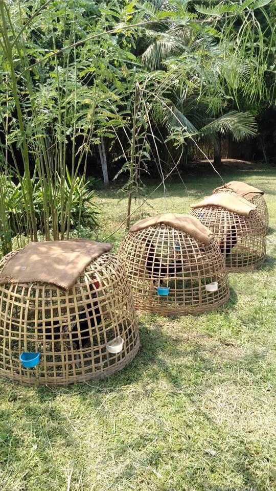 ไก่ชน เปรู พะเยา