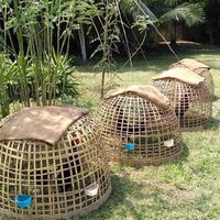ไก่ชน เปรู พะเยา