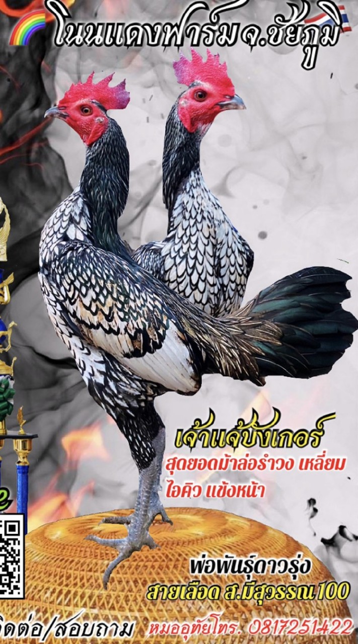 ไก่ชนโนนแดงฟาร์ม1